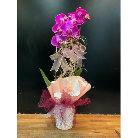 IMPORTED PURPLE ORCHID